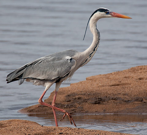 Grey Heron Pafuri